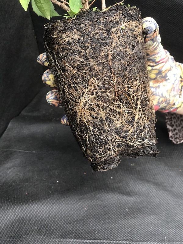 Чубушник венечный Инносенс 1 шт Р9